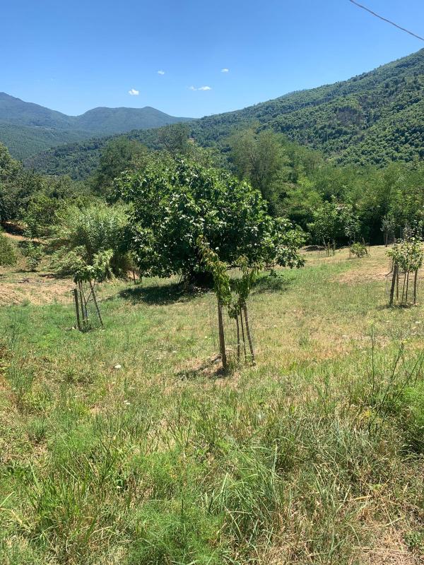 Castelnuovo di Val di Cecina (PI) - Podere Caspeci 2 - S.P. Valli di Cecina e Pavone - Terreni Agricoli